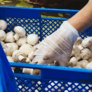 Manipulador de alimentos de mayor riesgo