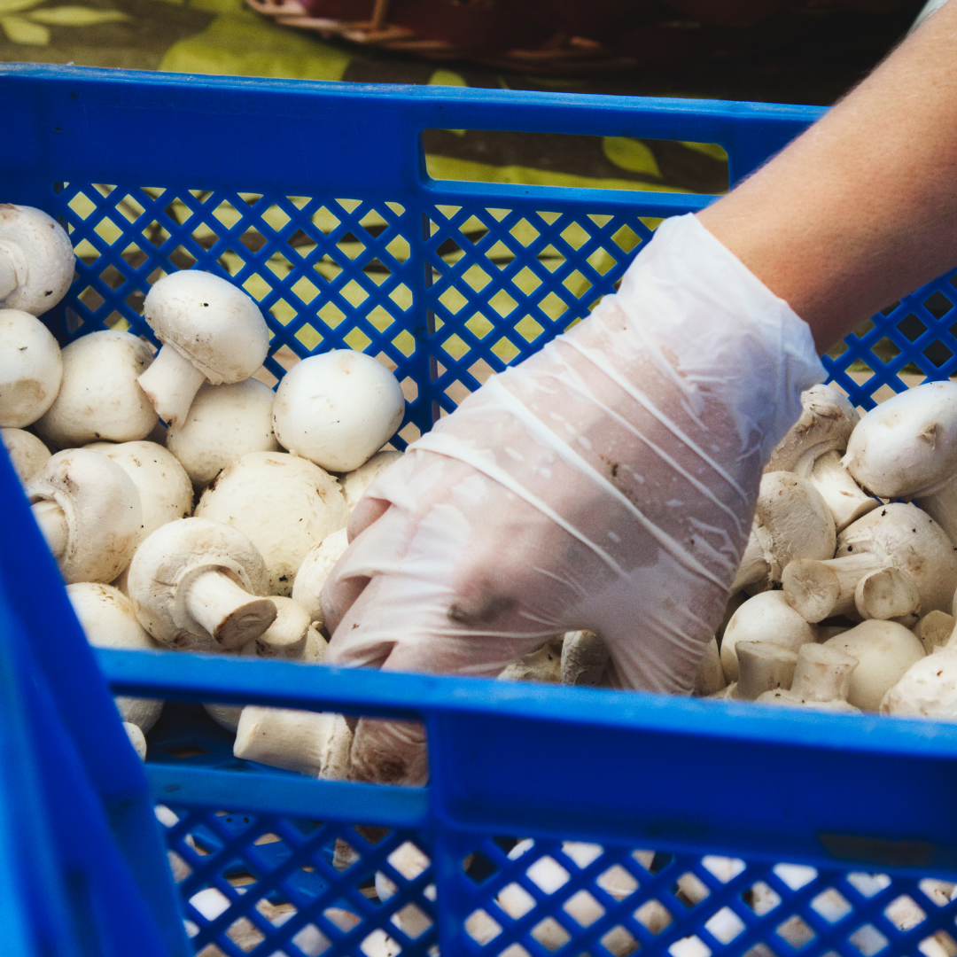 Manipulador de alimentos de mayor riesgo